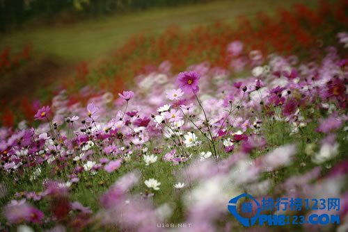 全球最美十大花海 超出你想象的极致美丽插图6