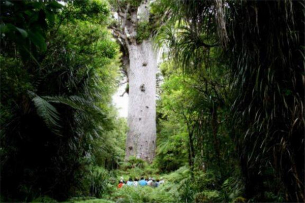 世界十大最美丽的森林 德国黑森林上榜，第四被誉为地球之肺插图9