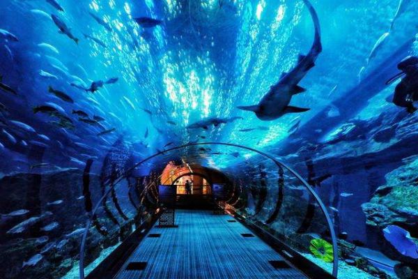 中国十大海洋馆 青岛上榜两家北京海洋馆珍稀动物多插图8