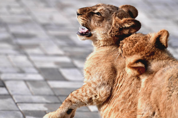 青海最好玩的十大景点，青海湖景色独特 塔尔寺艺术气息浓厚插图6