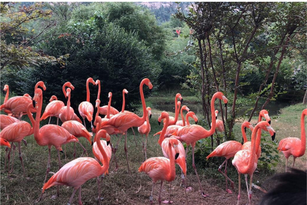 中国十大森林动物园 广州长隆野生动物园知名度高占地广插图5