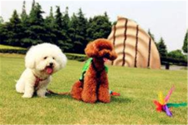 成都十大公园广场排行榜：同心广场上榜，它的热度最高插图