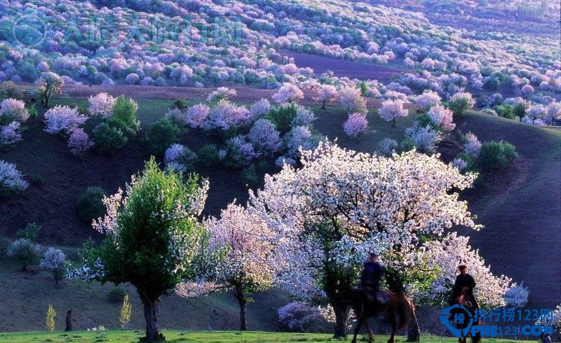 盘点2016中国最佳赏花十大圣地插图4