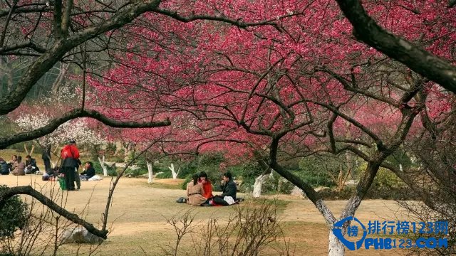 国内十大赏梅胜地插图5