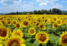 世界十大绝美花海 中国上榜两处，个个宛如仙境|爱分享