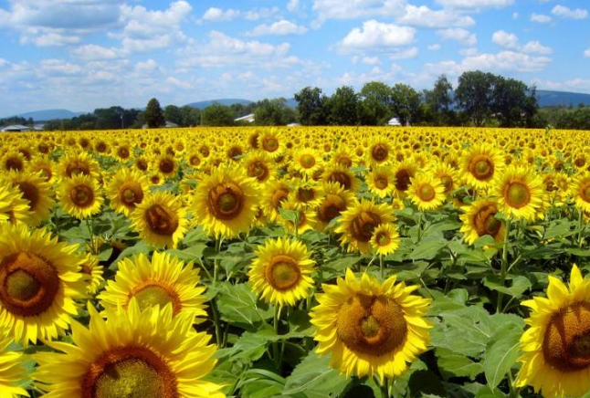 世界十大绝美花海 中国上榜两处，个个宛如仙境插图8