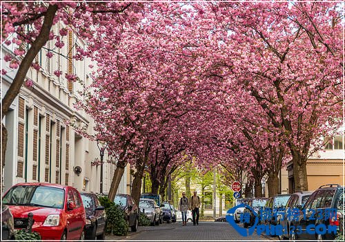 世界上最美的十大林荫隧道排行榜插图4