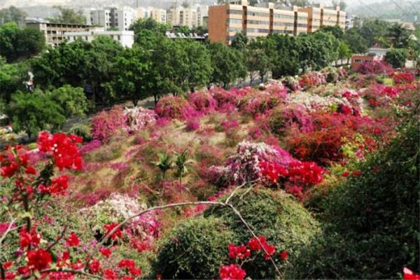 攀枝花最好玩的地方推荐 攀枝花好玩的地方排行榜插图7