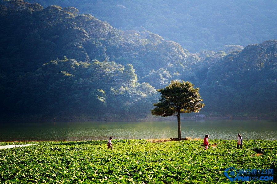 广东十大最美森林插图
