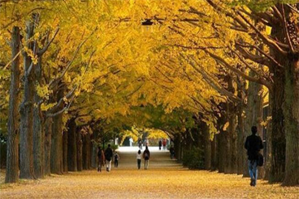 世界最美的十大树隧道 乌克兰爱的隧道一定要去插图8