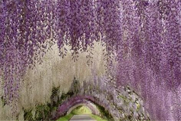 世界最美的十大树隧道 乌克兰爱的隧道一定要去插图9