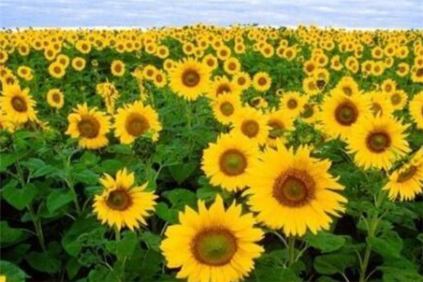 世界十大最美花海：郁金香花海上榜，第九迷人又危险插图1