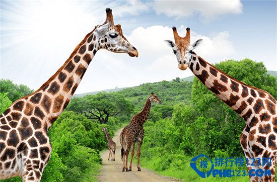 十个最值得去的野生动植物国家公园排行榜插图2