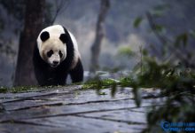 四川5a景区有哪些？四川5a景区名单 四川5a景点大全|爱分享