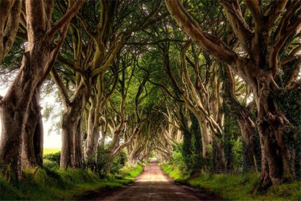 世界最美的十大树隧道 乌克兰爱的隧道一定要去插图