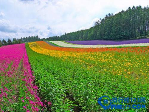 全球最美十大花海 超出你想象的极致美丽插图1