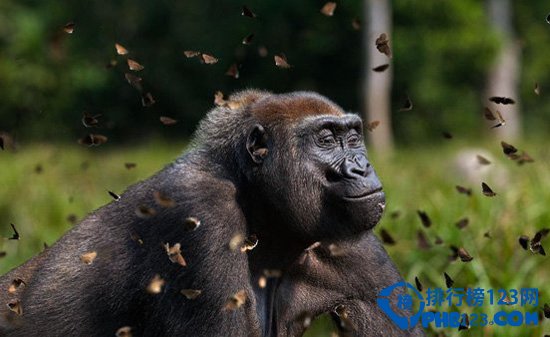 全球十大惊险刺激的丛林之旅排行榜插图6