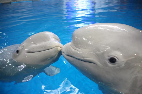 青岛十大做好玩的景点：崂山上榜，它举办过奥运赛事插图4