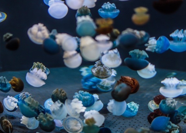 新加坡必玩的十大景点，那些你不可错过的有趣的地方插图3