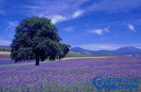 盘点全球十大最美的薰衣草花田插图5