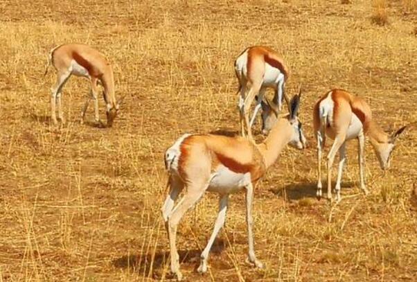 世界十个最大动物园 北京动物园第四，第一在德国插图5