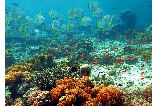 全球十大潜水地排行 带你进入全新的世界，你想要去吗插图1