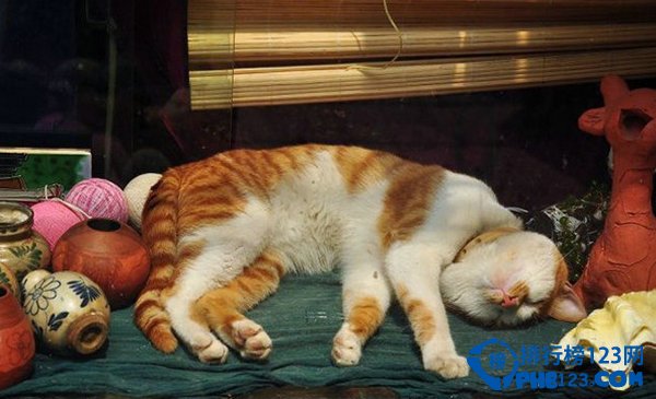 盘点爱猫人士必去的10大天堂 爱猫的你快来插图2