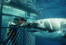 世界潜水胜地排名 魔鬼鱼村第三,椰子岛很是凶险|爱分享