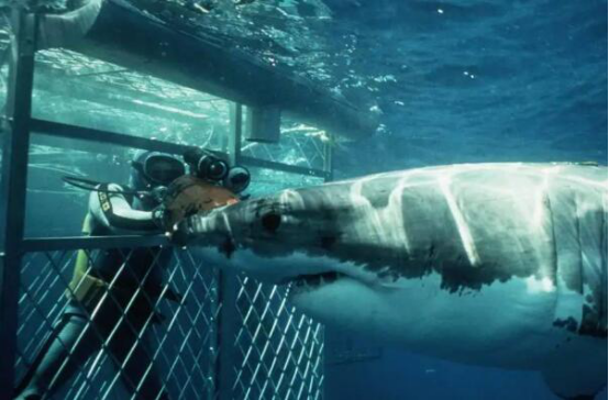 世界潜水胜地排名 魔鬼鱼村第三,椰子岛很是凶险插图6