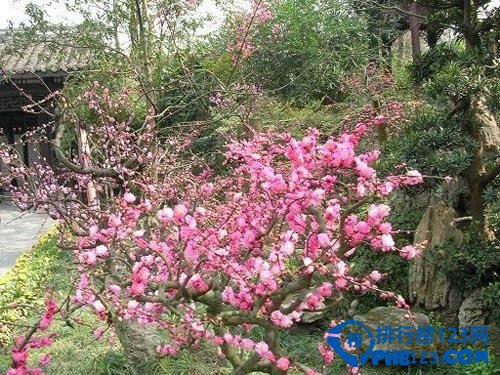 中国最美丽的十大梅园插图7