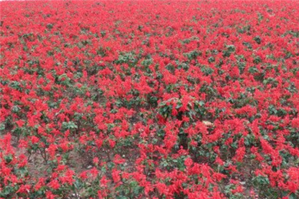 桂林十大风景区排行榜：马家坊十三幺花海上榜，遇龙河第一插图8