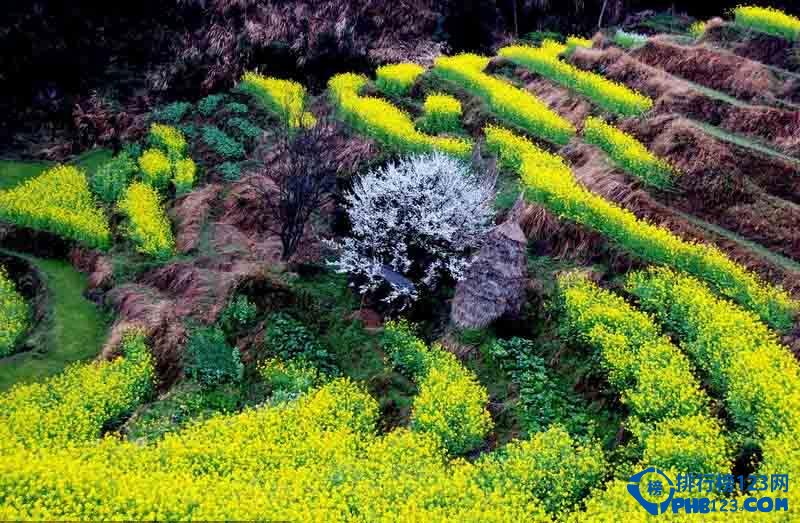 全球最美的十大梯田排行榜插图3