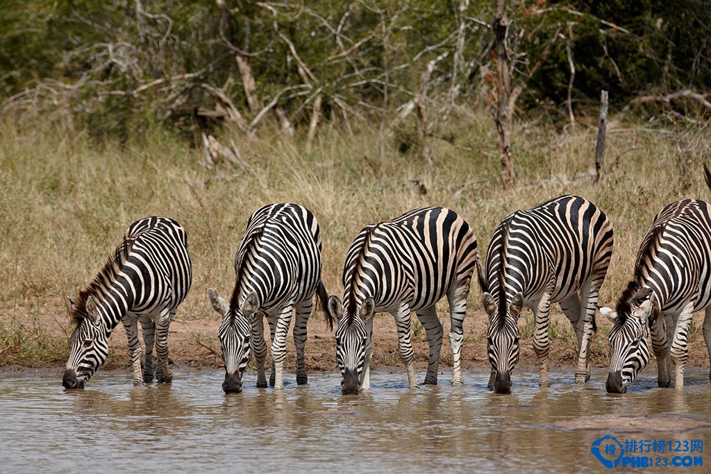 全球最适合野奢的TOP10目的地插图1