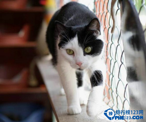 盘点爱猫人士必去的10大天堂 爱猫的你快来插图5