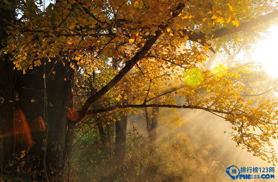 中国九大银杏圣地，去看满目金色插图4