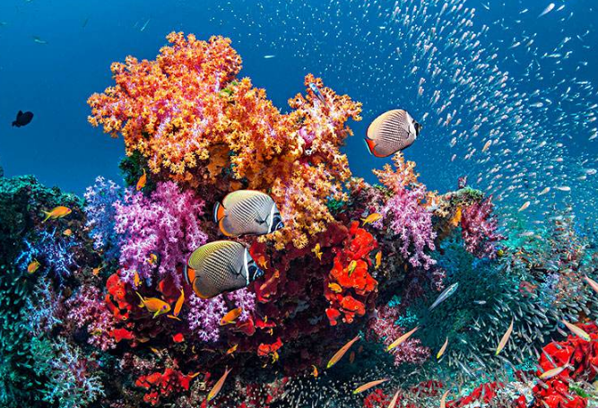世界十大珊瑚礁 带你领略不一样的海底世界插图2