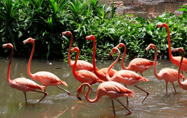 新加坡必玩的十大景点，那些你不可错过的有趣的地方插图7