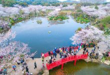 世界三大赏樱胜地：这里的樱花最为浪漫多情|爱分享