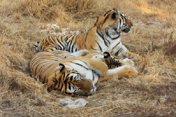 长春十大最值得去的景点：东北虎园第七，第八展示当地民俗插图6