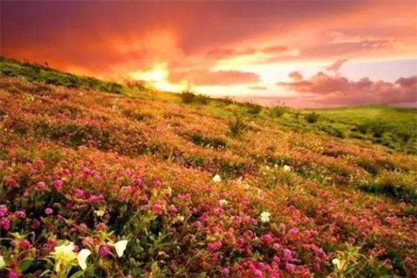 世界十大最美花海：郁金香花海上榜，第九迷人又危险插图6