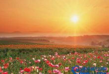 全球最美十大花海 超出你想象的极致美丽|爱分享