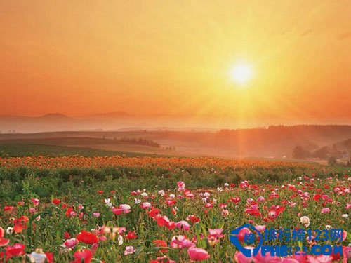 全球最美十大花海 超出你想象的极致美丽插图9