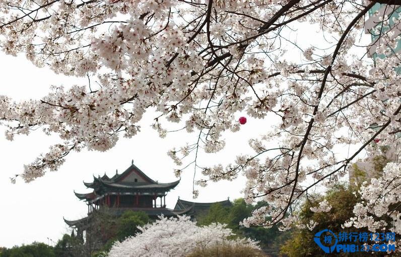 盘点2016中国最佳赏花十大圣地插图2