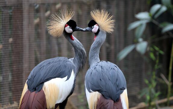 漯河好玩的地方排行榜 神州鸟园全国最大插图4
