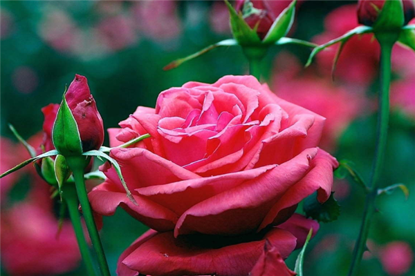 世界十大花卉博物馆：月季博物馆上榜，它是唯一的园艺博物馆插图5