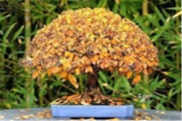 世界十大植物博物馆：纽约植物园上榜，它珍藏植物标本最多插图6