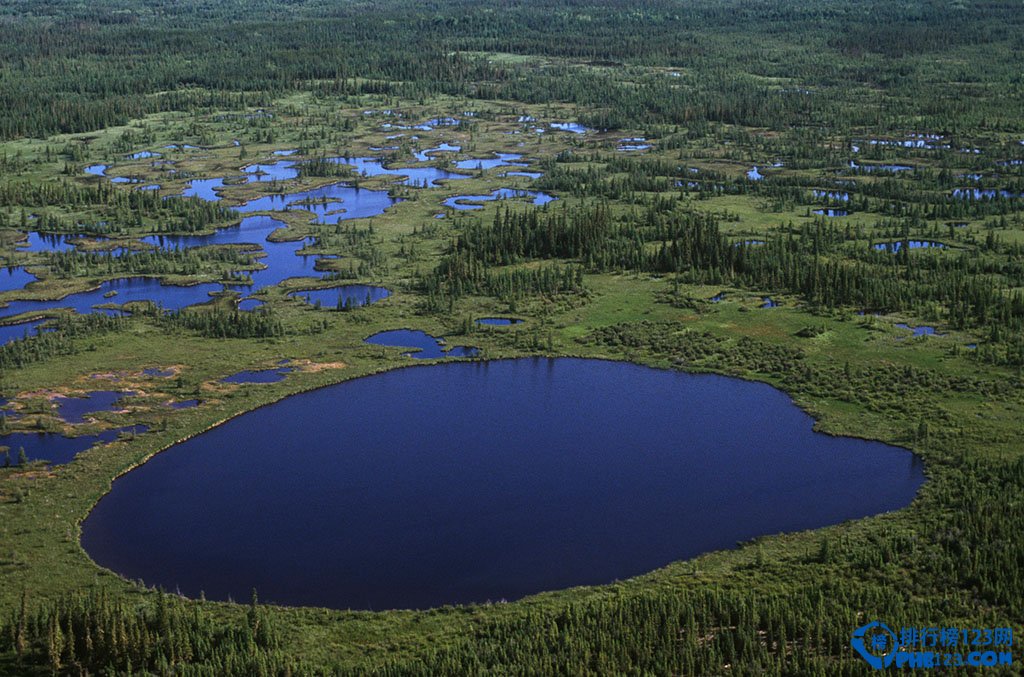 世界上最古老的十大原始森林排行榜插图3