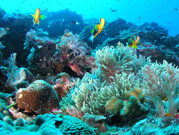 全球十大浮潜圣地 马尔代夫浮潜岛风景绝美插图5