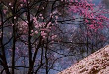 国内十大精致小众旅行地 伏羲山上榜，第二是历史古镇|爱分享