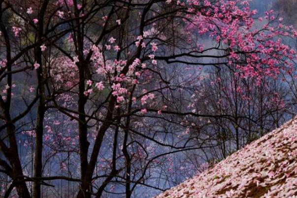 国内十大精致小众旅行地 伏羲山上榜，第二是历史古镇插图9